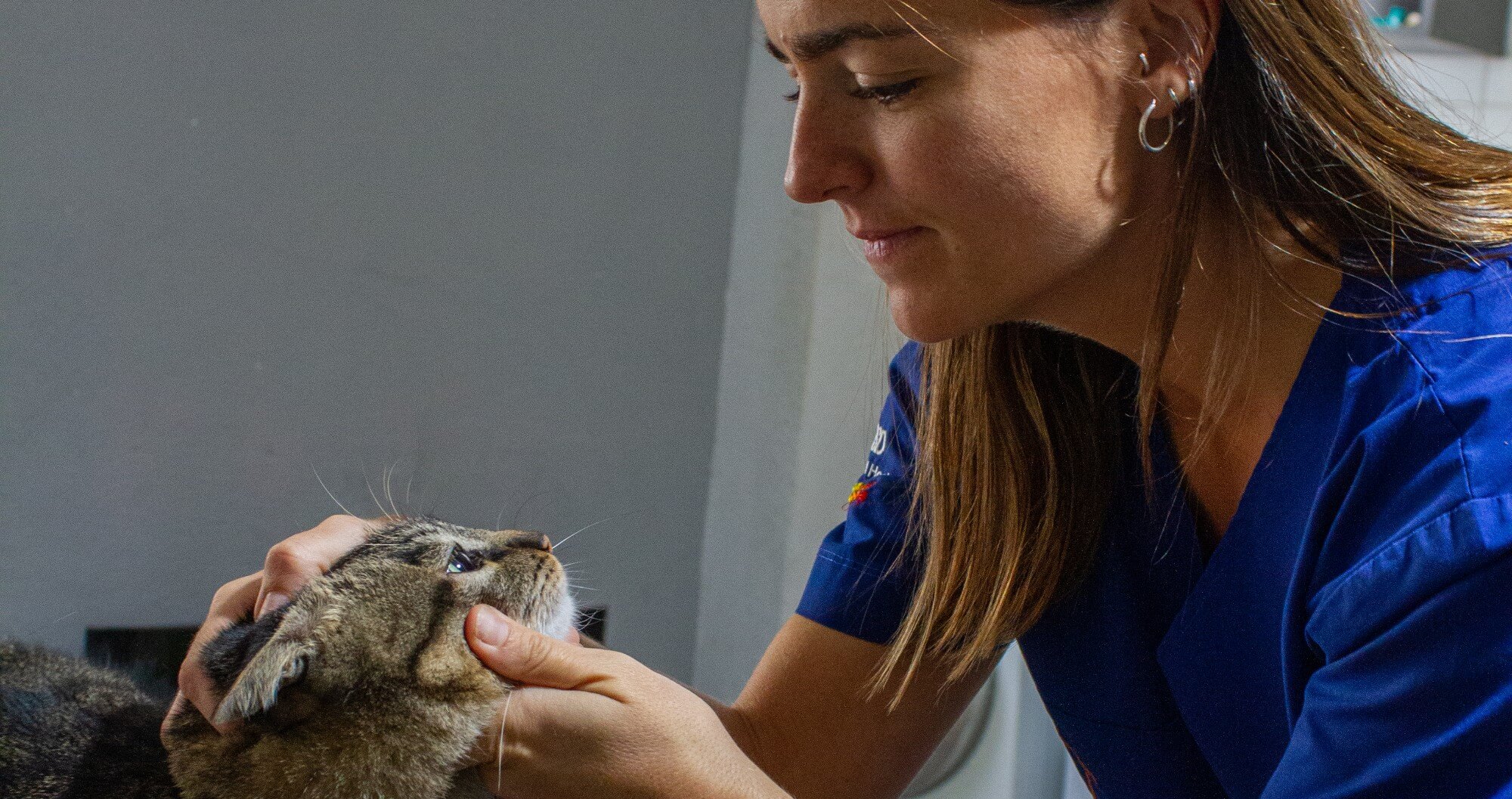 Veterinários ao Domicílio - Consulta