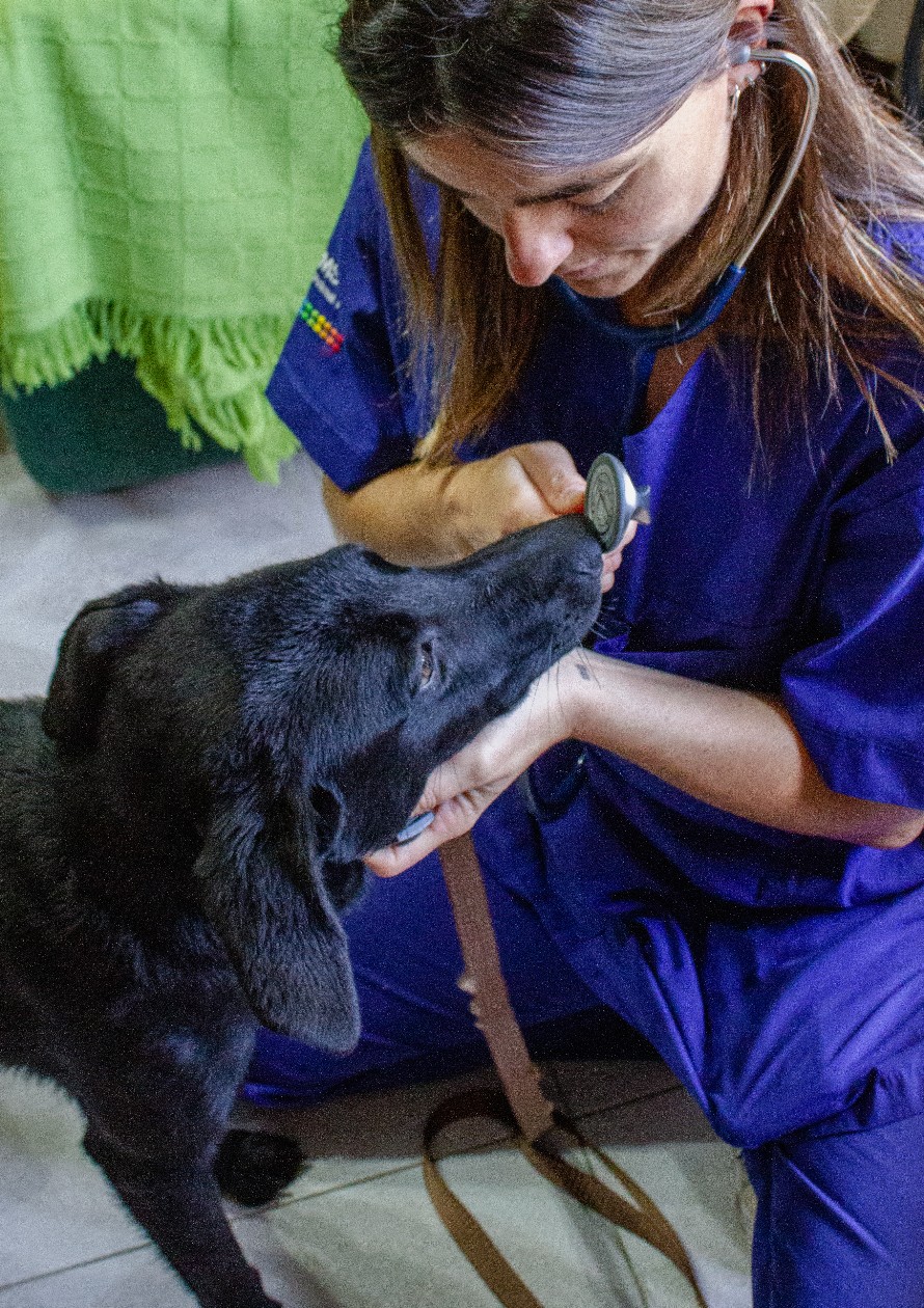 Medicina Preventiva para Animais