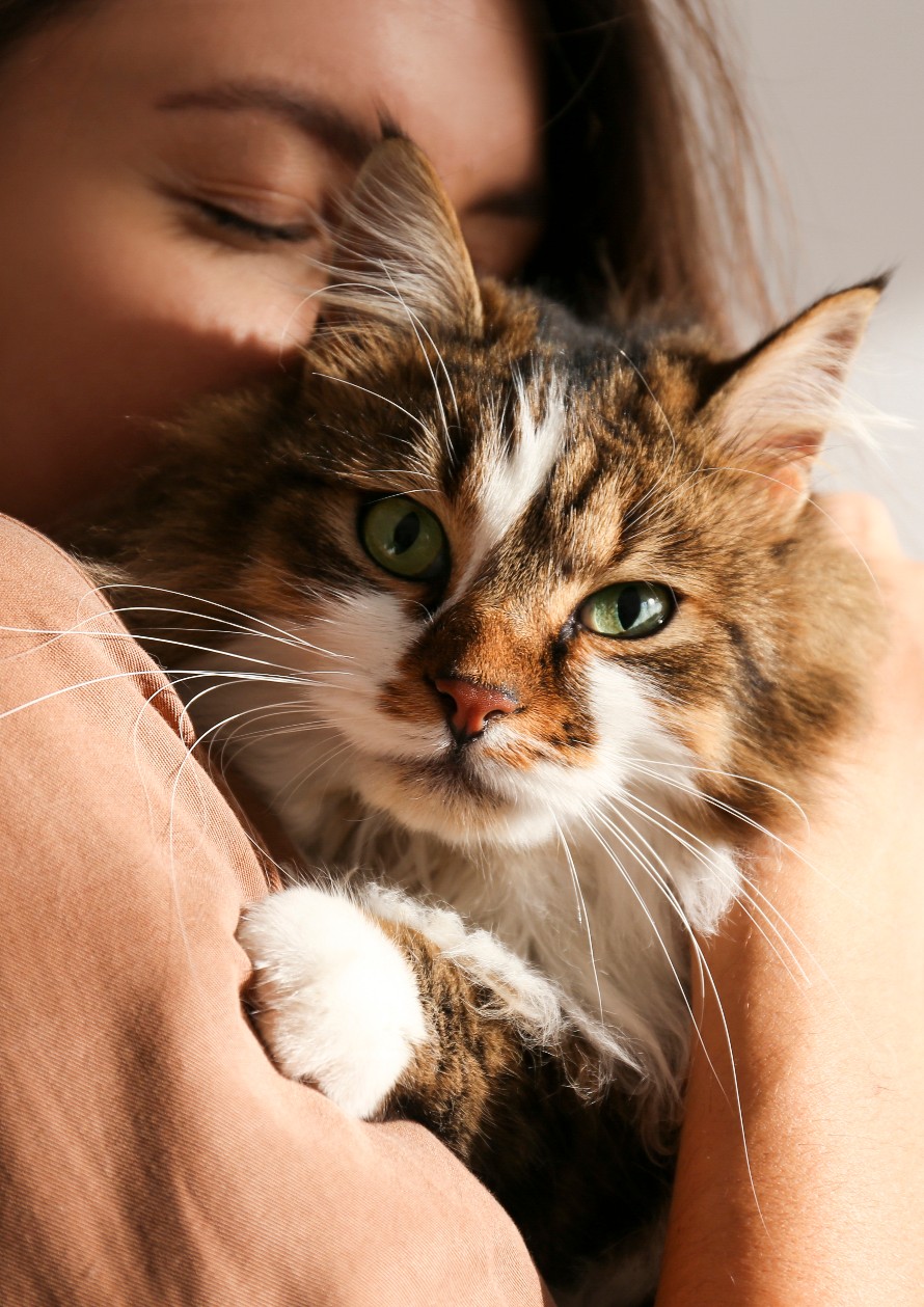 Serviço Fúnebre para Animais