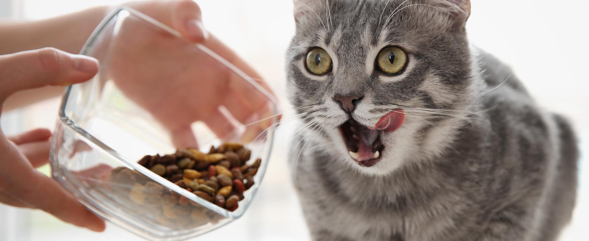 Alimentação para Gatos
