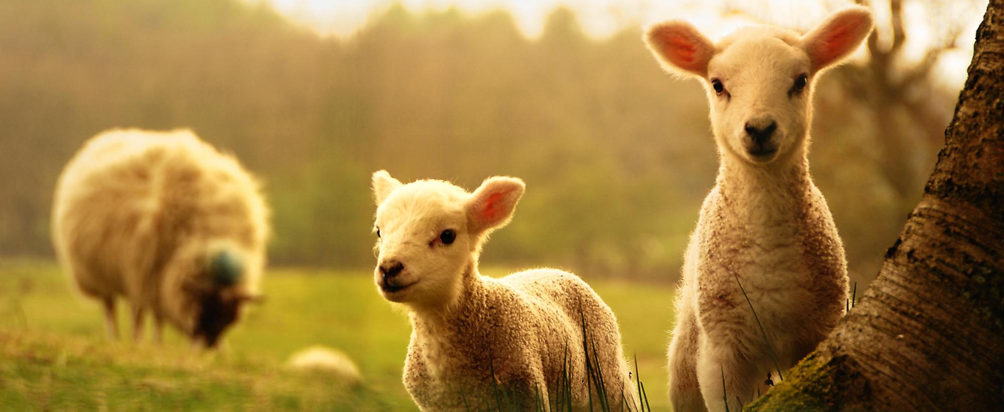 Nutrição para Animais de Quinta