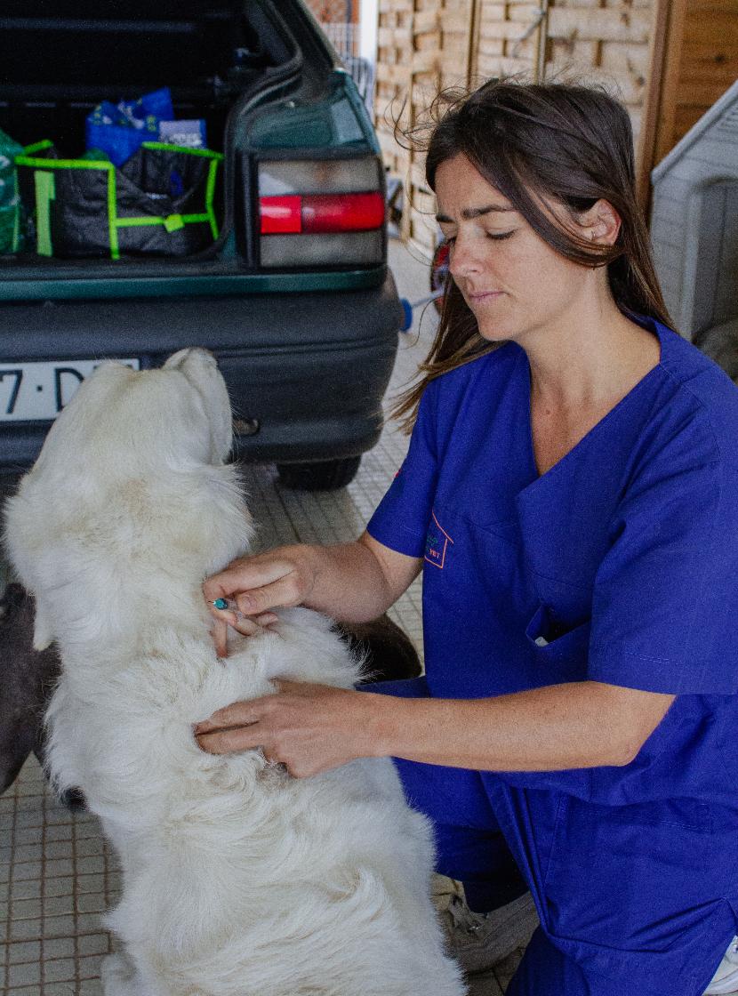 Esquema de vacinação para cães