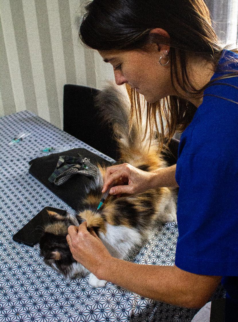 Esquema de vacinação para gatos