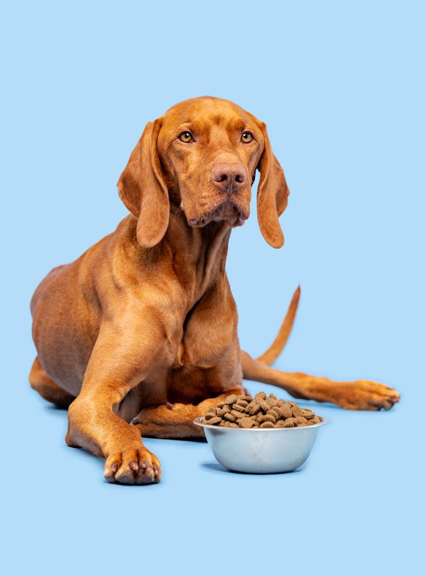 Princípios básicos da nutrição para cães